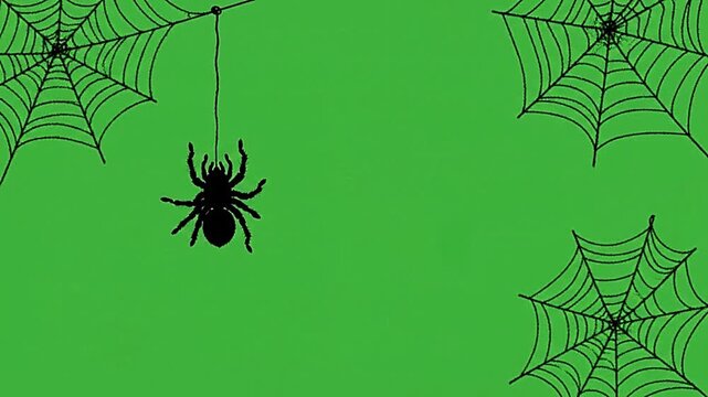 A black spider dangling from silk thread on green screen background showcasing smooth motion in this high-quality animation video clip