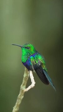 A stunning green hummingbird perched on a small tree branch