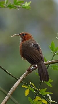 Rusty-cheeked Scimitar Babbler Perched on a Tree Branch