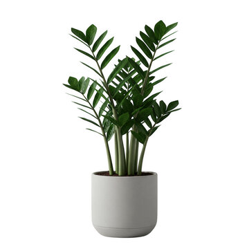 Photorealistic high end 3d cgi render of lush tropical foliage plant in pot isolated on dark background for premium graphic design