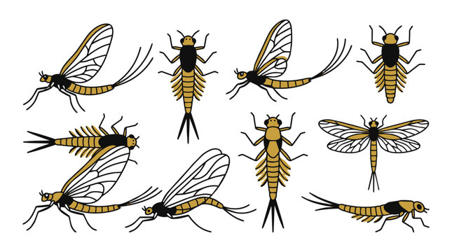 Minimalist black and mustard yellow vector illustration set of mayfly insects in various life stages including winged adults and aquatic nymphs isolated on white background.