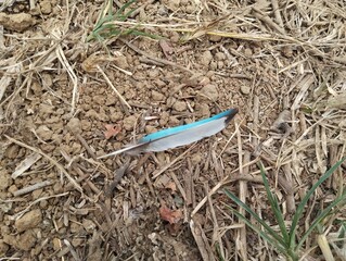 A bright blue bird feather lay on the dry ground. © Fatkhur0611
