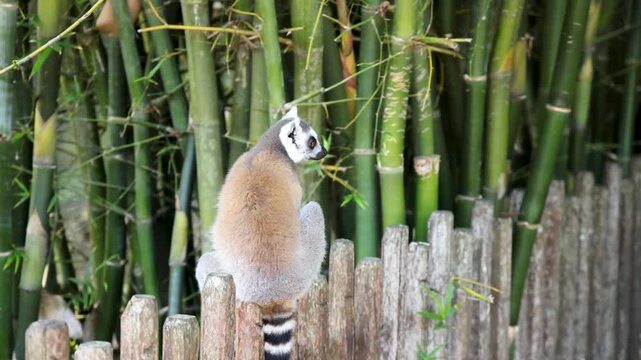 Ring tailed lemur sitting on a wooden fence in front of bamboo plants.