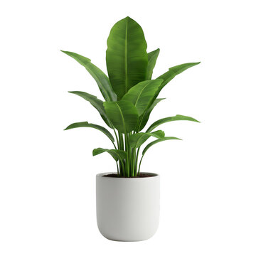 Photorealistic high end 3d cgi render of beautiful green houseplant in terracotta clay pot isolated on dark background for premium graphic design