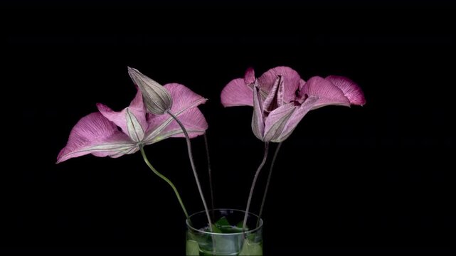 Beautiful pink clematis flowers opening on black background.