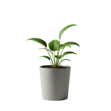 Photorealistic high end 3d cgi render of lush tropical foliage plant in pot isolated on dark background for premium graphic design