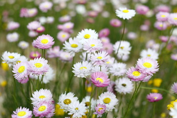 Fototapeta premium Field of wild flowers. striking red blossoms and unique gumnuts of the Western Australian Large-fruited Mallee (Eucalyptus youngiana)