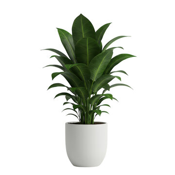 Photorealistic high end 3d cgi render of lush tropical foliage plant in pot isolated on dark background for premium graphic design