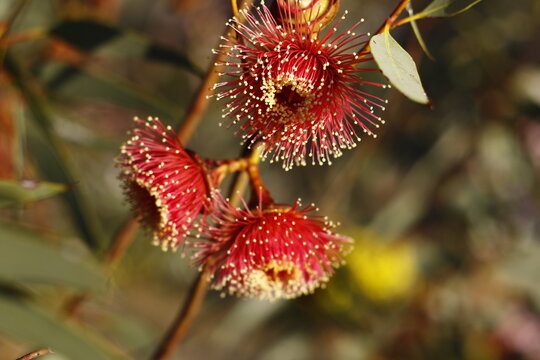 The magnificent texture and striking appearance of vibrant red gumtree flowers during peak spring seasonal blooming