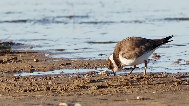 Common ringed plover - Charadrius hiaticula in the sand, River Neretva Delta