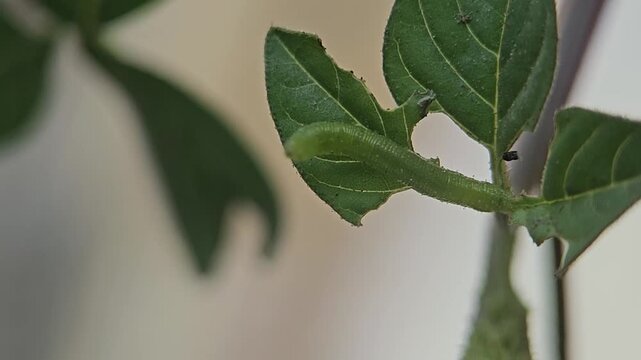 Small green caterpillar eating a fresh leaf in this macro motion video footage clip animation