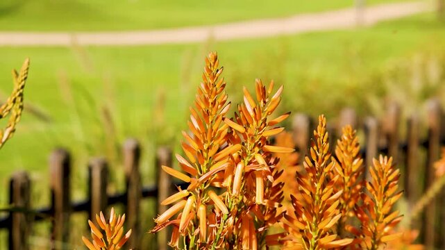 Close up video footage of beautiful orange kniphofia flowers with green grass and a small fence in background.
