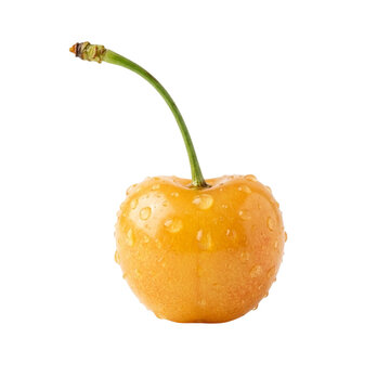 Single ripe yellow rainier cherry with fresh water droplets