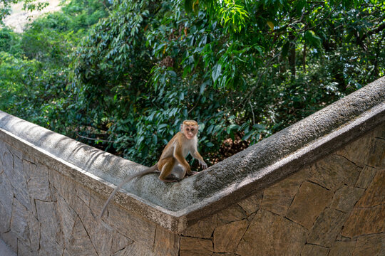 Wild macaque monkey sitting on stone wall along path at Dambulla Cave Temple in Sri Lanka. The Dambulla Cave Temple, also known as the Rangiri Dambulla Cave Temple