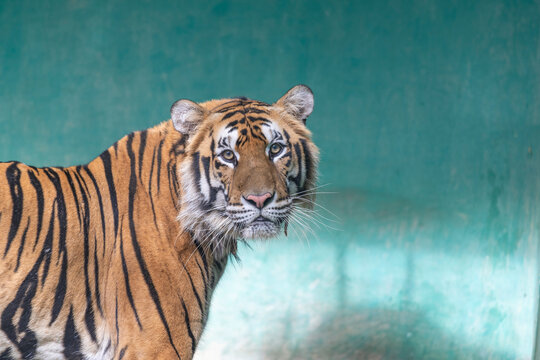 Striking side profile of an adult tiger displaying distinct black stripes across orange fur, valuable for zoological research archives and wildlife conservation magazines.