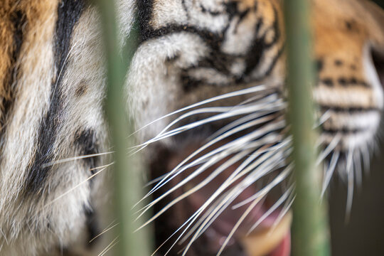 Extreme close up of tiger facial stripes and long sensory whiskers near open jaws, offering fascinating visual detail for zoological research and wildlife macro photography.
