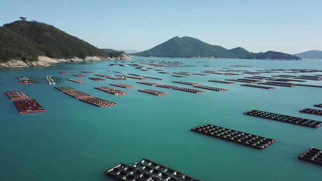 Abalone Abalone Farm Fresh Abalone Seafood Raw Abalone Shellfish Korea 전복 전복양식장 활전복 수산물 참전복 해산물 패류 식재료 한국