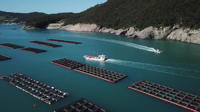 Abalone Abalone Farm Fresh Abalone Seafood Raw Abalone Shellfish Korea 전복 전복양식장 활전복 수산물 참전복 해산물 패류 식재료 한국