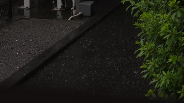 Rain falling on wet asphalt beside a green shrub