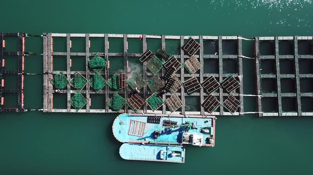 Abalone Abalone Farm Fresh Abalone Seafood Raw Abalone Shellfish Korea 전복 전복양식장 활전복 수산물 참전복 해산물 패류 식재료 한국