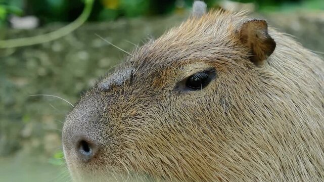 Close up shot of cute wild capybara face head profile in nature wildlife environment