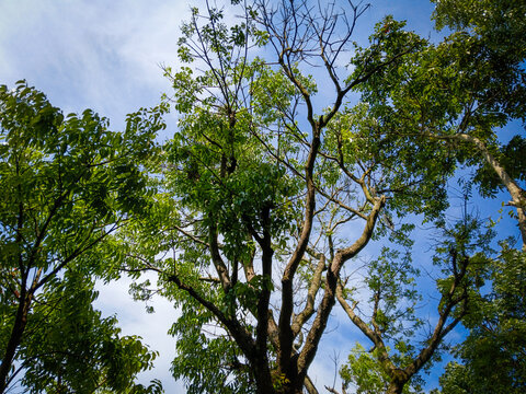 
Looking up at lush green trees against clear blue sky.