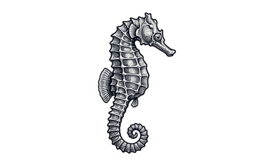 Seahorse Engraving Illustration on Black Background © Denis