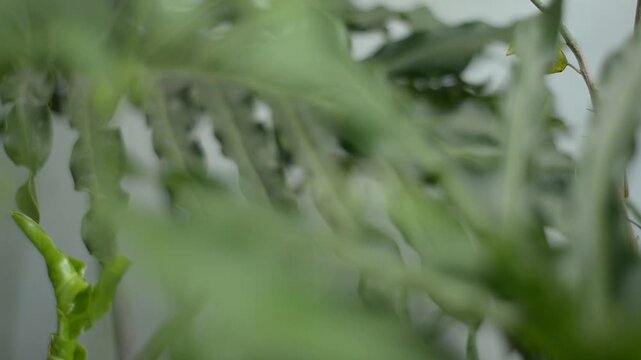 Cinematic Rack Focus on Small White Garden Flowers	