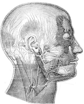 Medical illustration of human head anatomy showing the facial nerve and peripheral nervous system network with illustration depicts complex system structures within profile view black medical chart