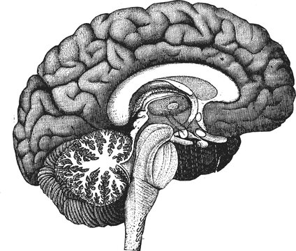 Anatomical cross section diagram of the human brain isolated on a plain white background with illustrates internal structures structures complex neural neural pathways detailed medical illustration