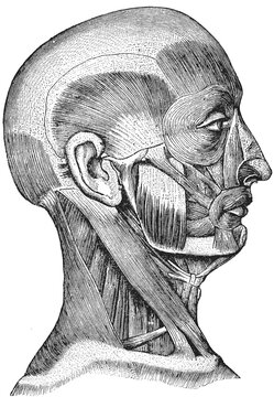 Anatomical illustration of the human head and neck musculature in a profile view drawing with illustration displays intricate intricate muscle structure view detailed line line art style