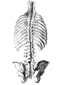 Anatomical illustration of the human spine and rib cage viewed from the posterior perspective with structure detailed monochrome skeletal system focusing historic illustration illustration displays