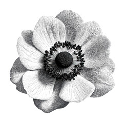 Obraz premium PNG Detailed black and white flower illustration