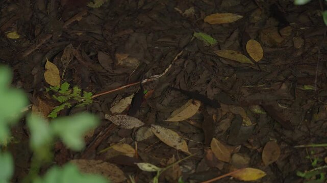 落ち葉に覆われた浅い水辺を歩くアマミシリケンイモリ