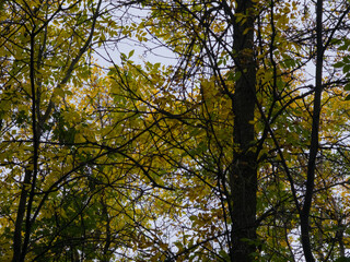 Obraz premium Autumn foliage turning orange and yellow on tree bark in forest