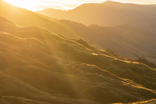 Warm sunset light raking across rolling golden tussock hills, New Zealand