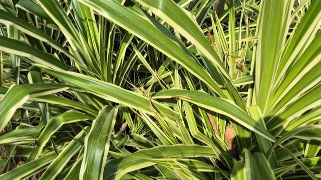 Close up view of green and yellow variegated pandanus leaves in a sunny garden.
