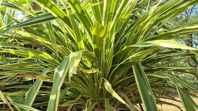 Medium close up of variegated pandanus leaves in a sunny garden with bright sunlight.