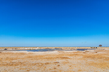 Fototapeta premium Nxai Pan Waterhole, Nxai Pan National Park, Botswana
