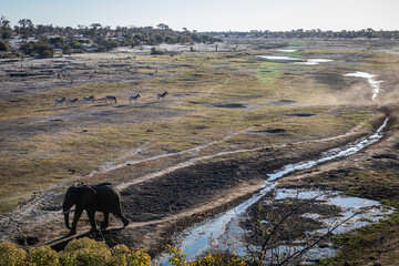 Elephant and zebras at sunset along the Boteti River during the dry season © FaerOut