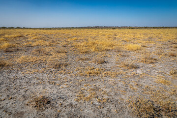 Fototapeta premium Savanna dry season scenery in Deception, Central Kalahari Game Reserve, Botswana