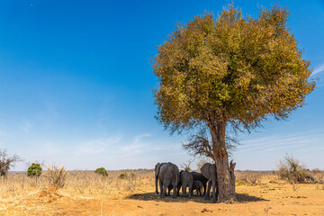 Elephants gather under a shady tree on a hot day in Chobe National Park, Botswana © FaerOut