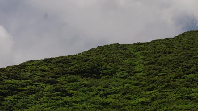 奄美の山肌を覆う多様で豊かな亜熱帯の植生