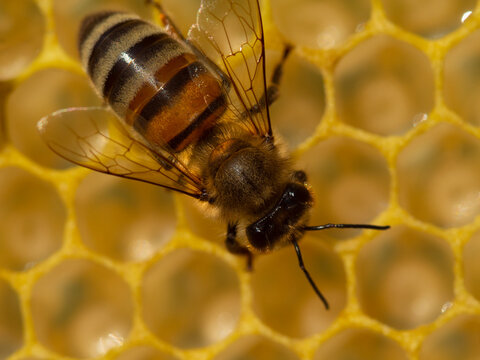 Close up of a bee on a honeycomb.