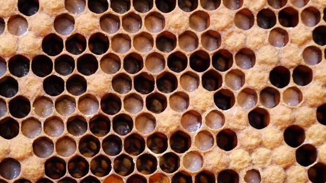 Larvae of future bees.