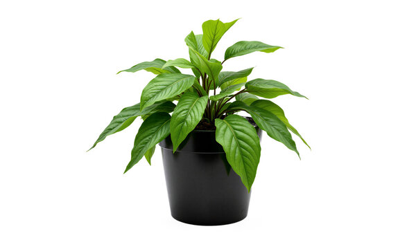Maranta (Maranta leuconeura) Also known as the prayer plant for its unique habit of folding its leaves upward at night