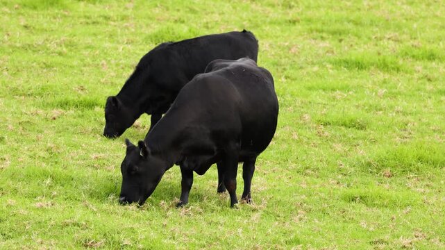 Two black cows grazing on green grass pasture in rural countryside landscape.