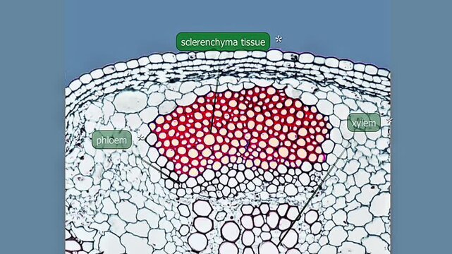 Scientific illustration of sclerenchyma tissue showing thick lignified walls, fibers, and stone cells.