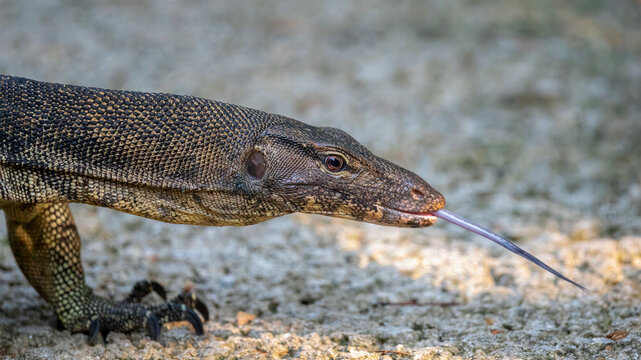 Asian water monitor lizard flicking tongue in Sungei Buloh Wetland Reserve Singapore
