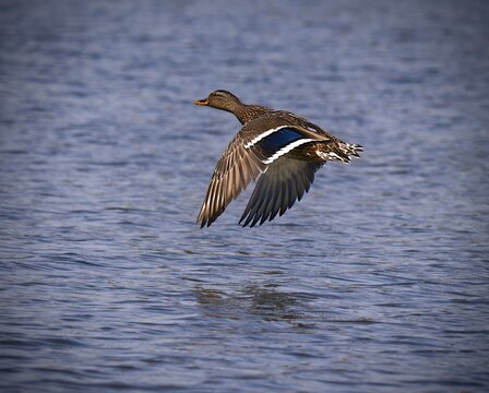 great crested grebe